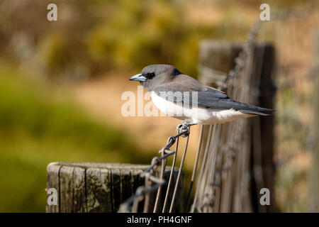 White-breasted Woodswallow (Artamus leucorynchus) perched on wire fence, Northwest Australia Stock Photo