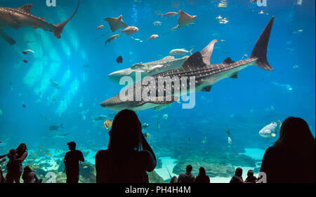 Atlanta's Georgia Aquarium gives visitors a breathtaking underwater view as massive whale sharks and a manta ray swim with two human divers. Stock Photo