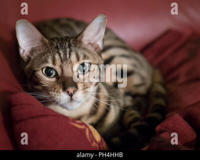 Bengal cat on a sofa in color Stock Photo