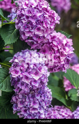 Hydrangea blossom, blue and violet, Hydrangea macrophylla Stock Photo