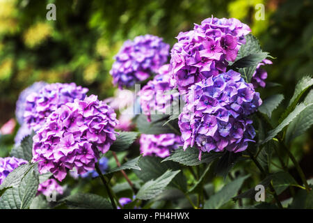 Hydrangeas blossom, blue and violet, Hydrangea macrophylla Stock Photo