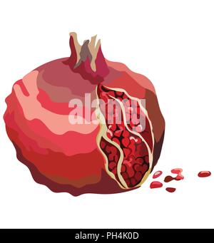 Pomegranate with seeds. Vector colorful illustration isolated on white background. Stock Vector