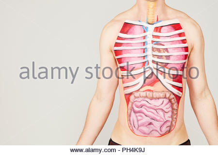Human midsection with internal organs Stock Photo - Alamy