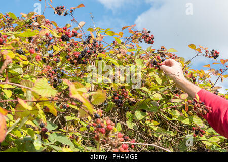 blackberry picking - Scotland, UK Stock Photo