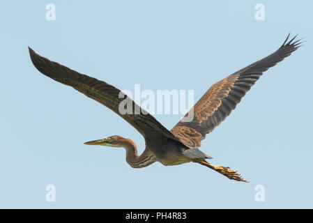 Mature Purple heron showing off the beautiful patterns on the feathers in flight in the middle of the day. Stock Photo