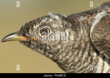 Cuckoo resting o a perch looking straight at me being scared or amazed of how close I was to him. Stock Photo