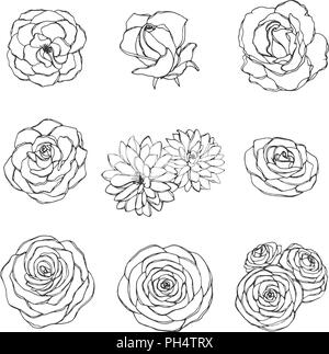 Vector hand drawn set of rose, camellia, peony and chrysanthemum flowers outline isolated on the white background. Floral decoration in sketchy style. Stock Vector