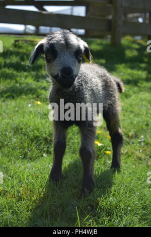 Lamb looking at the camera Stock Photo