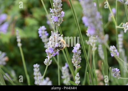 Bee taking nectar from lavender Stock Photo