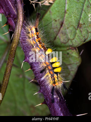 A common insect found in a range of habitats Stock Photo