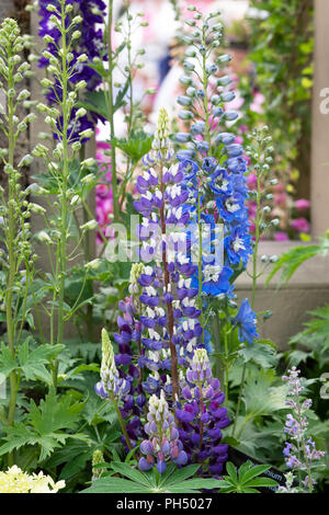 Lupin and Delphinium flowers on a display at a flower show. UK Stock Photo