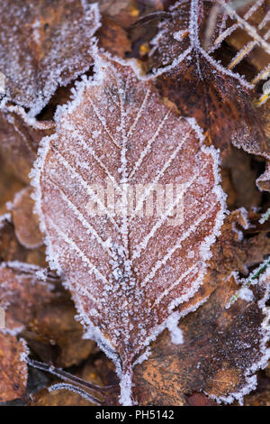 Old Silver Birch Betula pendula leaf on the ground covered in ice crystals Stock Photo