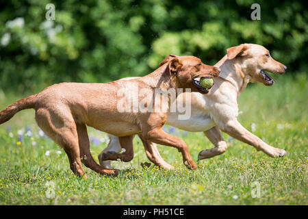 Labrador Retriever. Karetta and Kelo, two supernoses for sea turtle conservation, playing on a meadow. Switzerland Stock Photo