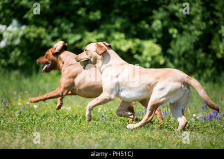 Labrador Retriever. Karetta and Kelo, two supernoses for sea turtle conservation, playing on a meadow. Switzerland Stock Photo