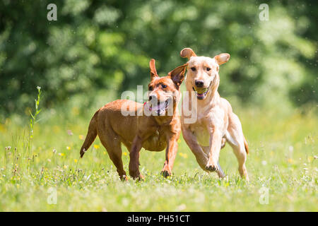 Labrador Retriever. Karetta and Kelo, two supernoses for sea turtle conservation, playing on a meadow. Switzerland Stock Photo