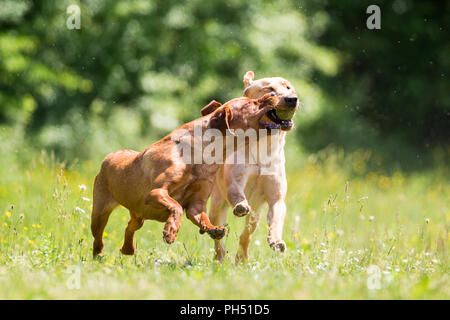 Labrador Retriever. Karetta and Kelo, two supernoses for sea turtle conservation, playing on a meadow. Switzerland Stock Photo