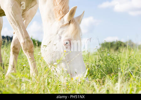Welsh Cob (Section D). Cremello mare grazing on a pasture. Austria Stock Photo