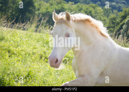 Welsh Cob (Section D). Portrait of cremello mare on a pasture. Austria Stock Photo