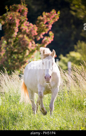 Welsh Cob (Section D). Cremello mare walking on a pasture. Austria Stock Photo