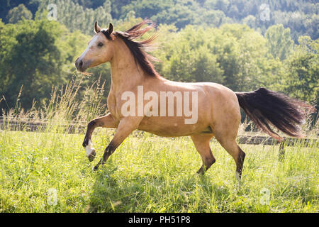 Welsh Cob (Section D). Dun mare galloping on a pasture. Austria Stock Photo