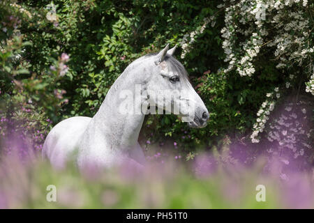 Pure Spanish Horse, PRE, Andalusian Horse. Grey stallion standing on a flowering meadow with hawthorn in background. Austria Stock Photo
