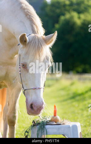Welsh Cob (Section D). Cremello mare looking at its birthday cake. Austria Stock Photo