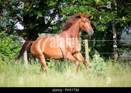 Austrian Warmblood. Chestnut gelding galloping on a pasture. Austria Stock Photo