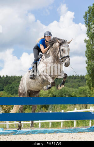 Austrian Warmblood. Gray mare with rider jumping over an obstacle. Austria Stock Photo