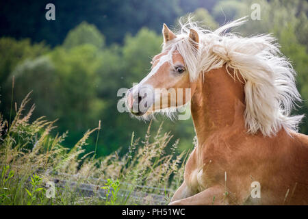 Haflinger Horse. Portrait of a mare with mane flowing. Austria Stock Photo