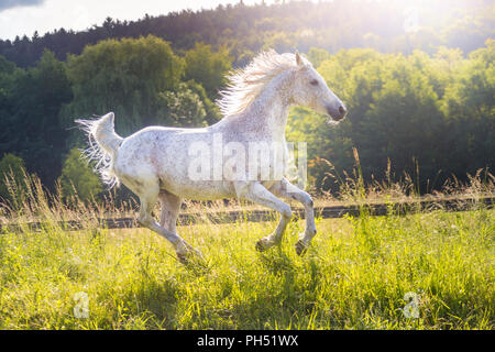 Arab Horse. Fleabitten gray mare galloping on a pasture. Austria Stock Photo