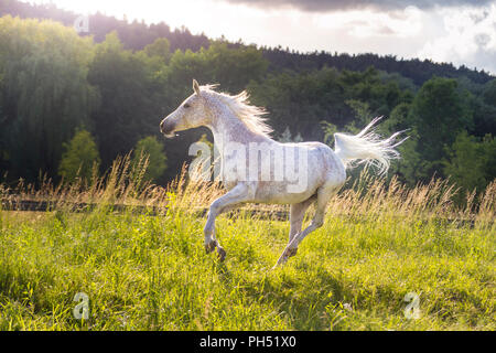 Arab Horse. Fleabitten gray mare galloping on a pasture. Austria Stock Photo