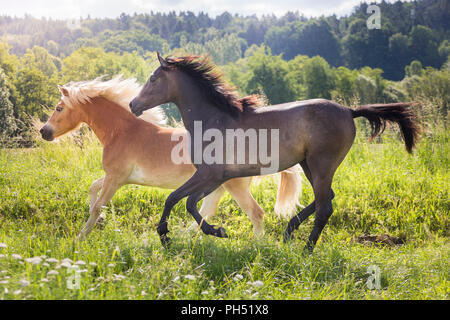 Arabian Horse and Haflinger Horse. Juvenile gray mare and adult Haflinger mare galloping on a meadow. Austria Stock Photo