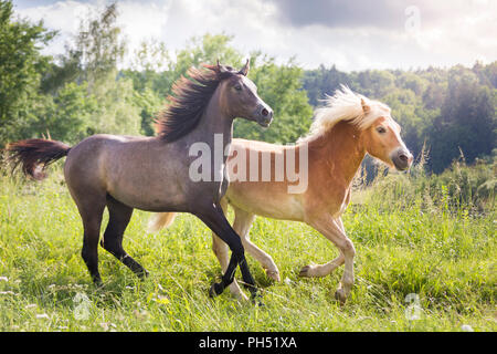 Arabian Horse and Haflinger Horse. Juvenile gray mare and adult Haflinger mare galloping on a meadow. Austria Stock Photo