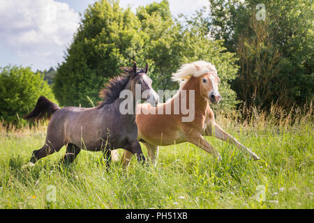 Arabian Horse and Haflinger Horse. Juvenile gray mare and adult Haflinger mare galloping on a meadow. Austria Stock Photo