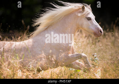 Welsh Mountain Pony. Palomino galloping on a meadow in summer. Germany Stock Photo