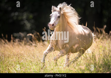 Welsh Mountain Pony. Palomino galloping on a meadow in summer. Germany Stock Photo