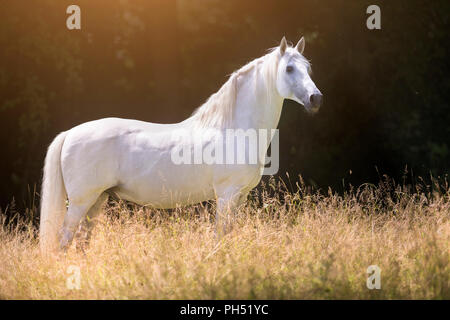 Lusitano. Gray stallion standing on a meadow in summer. Germany Stock Photo