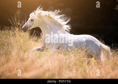Lusitano. Gray stallion galloping on a meadow in summer. Germany Stock Photo
