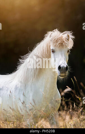 Icelandic Horse. Gray gelding standing on a pasture. Germany Stock Photo