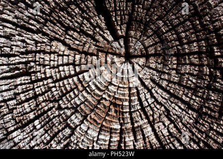 Wood in section texture, ancient stump close-up, cross section of the tree, cut the old log, brown dark old tree, textured wooden surface, abstract ba Stock Photo