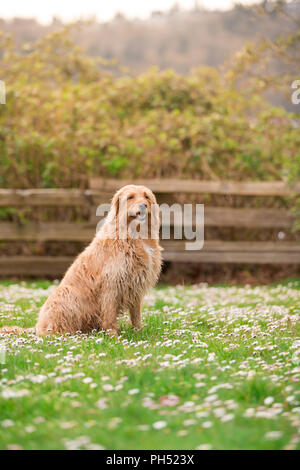 Happy dog lying down on grass. White labradoodle resting on green grass. Cute dog relaxing on backyard garden. White dog lying grass. Stock Photo