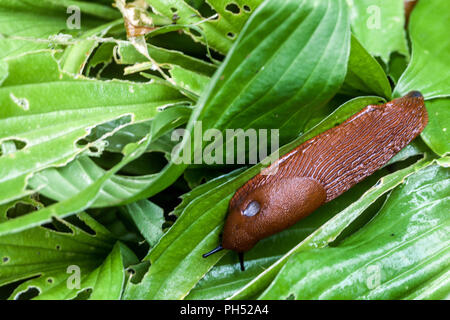 Red Slug, Arion rufus on hosta leaves, Czech Republic, Europe Stock Photo