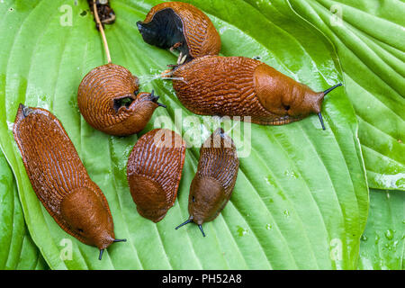 Red Slugs, Arion rufus on hosta leaves,Garden slugs Garden pests Stock Photo