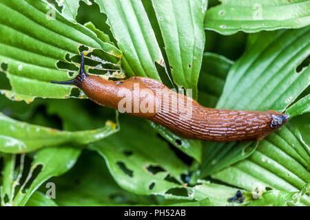Garden Slug eating a leaf, Arion rufus on hosta leaves Stock Photo