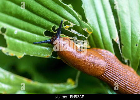 Red Slug eating hosta leaf garden pest Stock Photo