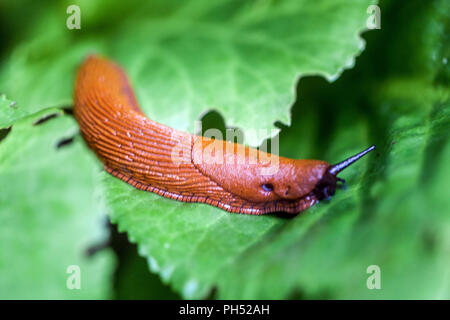 Red Slug, Arion rufus on bergenia leaves Slug on leaf, garden pest Stock Photo