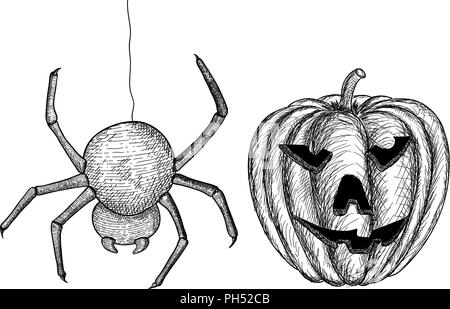 Halloween symbols - spider and carved pumpkin. Hand drawn sketch Stock Vector