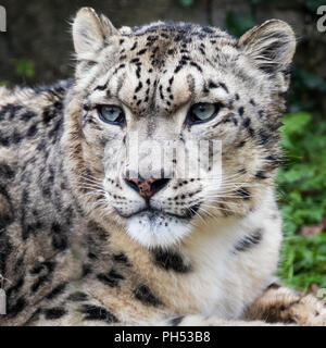 Adult snow leopard close up portrait. Stock Photo