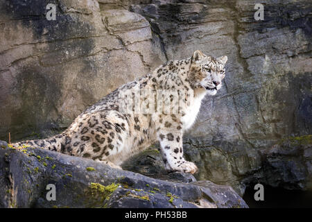 Adult snow leopard resting on rocky ledge Stock Photo