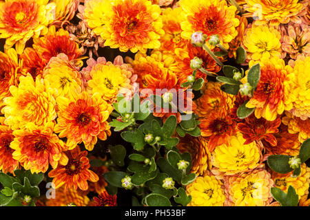 Orange Chrysanthemum Stock Photo